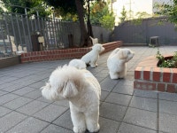 은퇴한수의사의저택