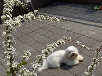 은퇴한수의사의저택