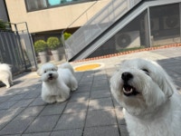 은퇴한수의사의저택