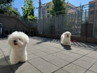 은퇴한수의사의저택