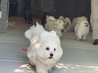 은퇴한수의사의저택