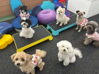 마이리틀메이트 웰니스센터