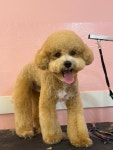 파우스애견미용샵