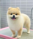 미코그루밍