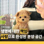 행복만개 강아지분양 고양이분양 인천본점