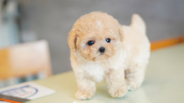 강아지분양 더펫