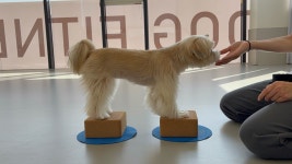 난다몽 일산애견유치원&호텔