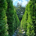 봉이네나무농원