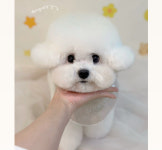 댕블리