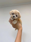 강아지분양 고양이분양 멍앤냥 수원점