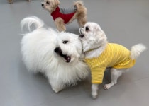 나인페츠 서울숲점