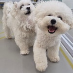 옐레드 애견유치원&애견호텔 부산용호점