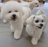 옐레드 애견유치원&애견호텔 부산용호점