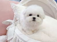 부산강아지 퍼피몰리