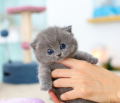 수원고양이분양 고사남 본점