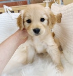 파밀리에드마스코타 천안두정점