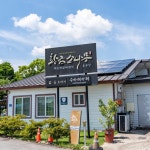 황금소나무
