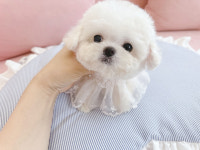 부산강아지 퍼피몰리