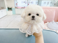 부산강아지 퍼피몰리