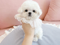 부산강아지 퍼피몰리