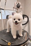베이글버트그루밍