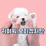 부산강아지분양 유독