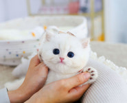 수원고양이분양 고사남 본점