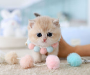 수원고양이분양 고사남 본점