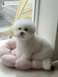 편안한댕