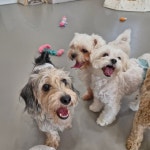 리틀댕댕 인천점