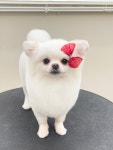 댕댕이발소