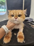 몽키펫
