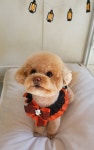 슈나우펫