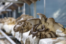 표고마루버섯랜드