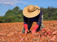 농업회사법인 해찬향기