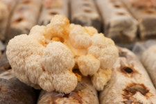 표고마루버섯랜드