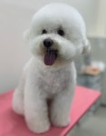 달코살롱