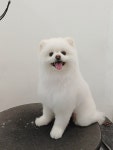 릴리리독