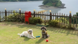 그린하우스 애견동반펜션