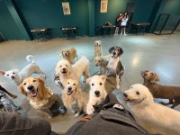 킹독애견카페&애견호텔&애견유치원