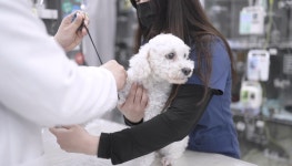 아프리카 동물의료센터