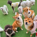 애견유치원 멍멍아학교가자 대명점