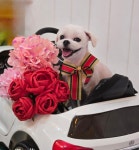 사랑네애견미용호텔