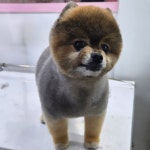 사랑네애견미용호텔