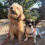 몽개몽개 애견호텔&애견유치원