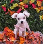 사랑네애견미용호텔