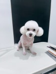 플러플리 FLUFFLY