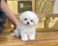 부산애견호텔 강아지유치원 펫퍼센트 코모네하우스