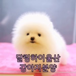 달링하이울산 강아지분양