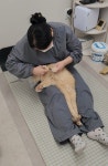 냥블레스유 대구고양이미용